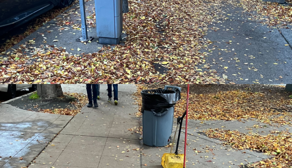 leaves removal 11-2023